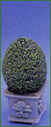 92mm High Topiary Bush in Pot