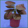 5921 Foliage Plant and Pot