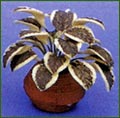 3936 Terracotta Pot, Green Foliage