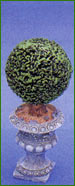95mm High Small Bay Tree in Pot