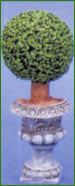 Half Topiary Bay 95mm High