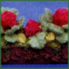 Window Boxes